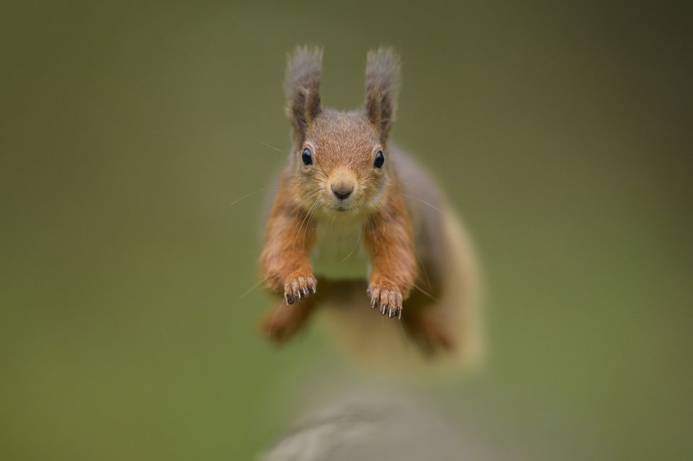 Red squirrels