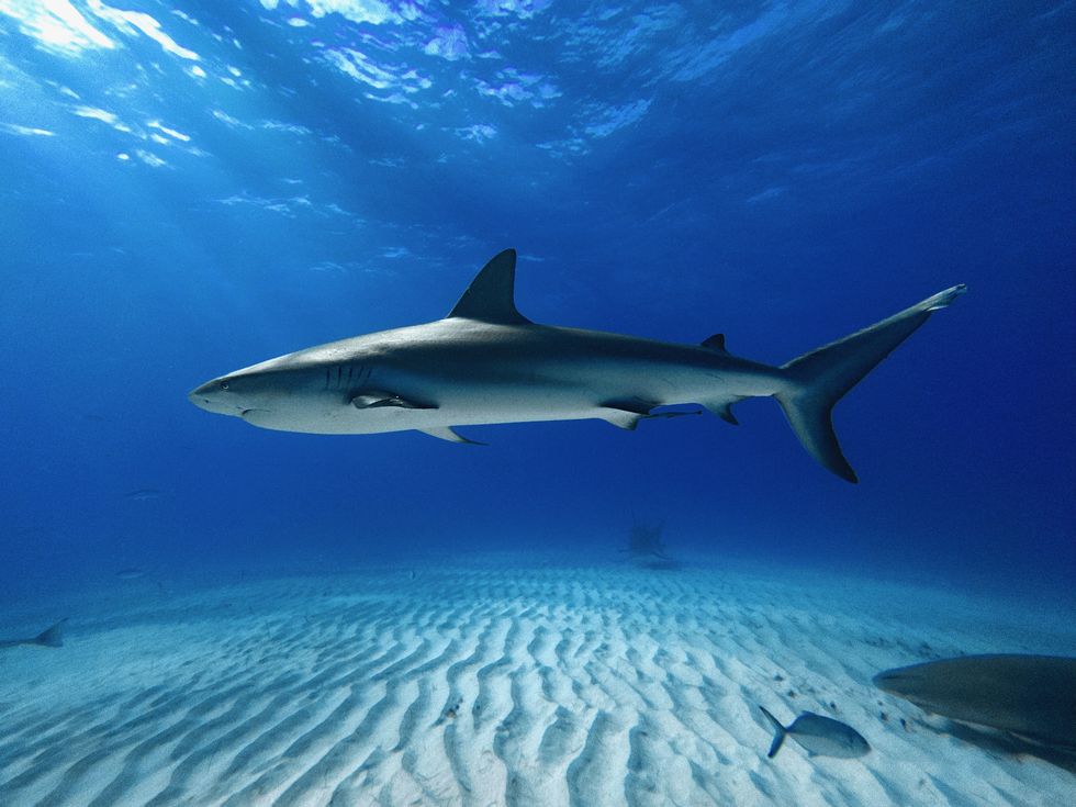 Reef shark
