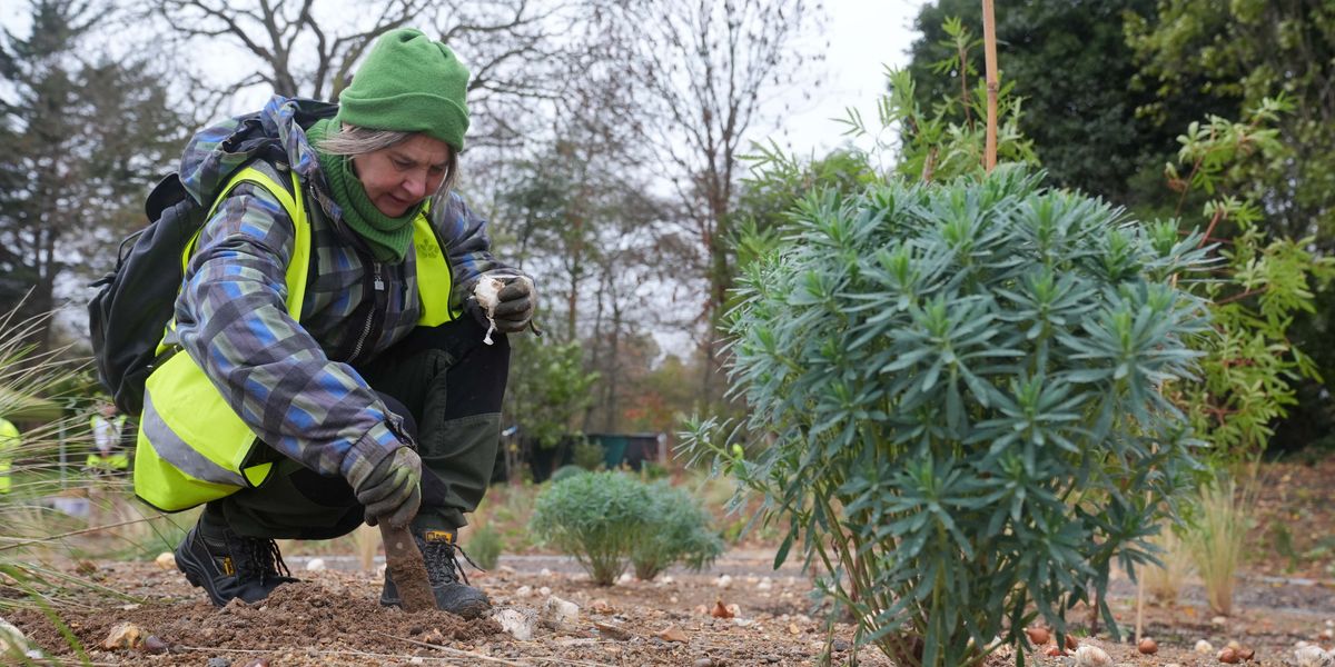 Royal news: Britons plant bulbs in tribute to Queen Elizabeth II in iconic London park thumbnail