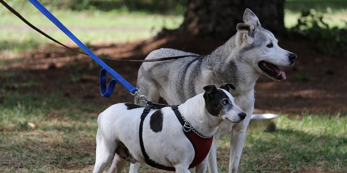 NextImg:Italy start using dog DNA to track down owners who let pets foul without cleaning up