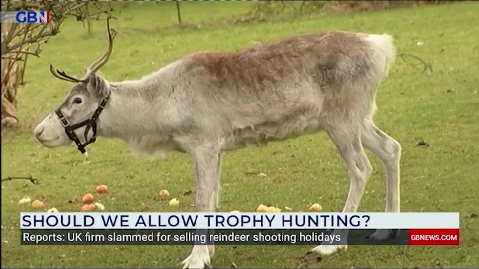 Reindeer