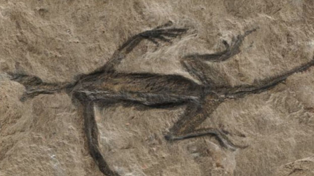 Remains of an ancient reptile fossil