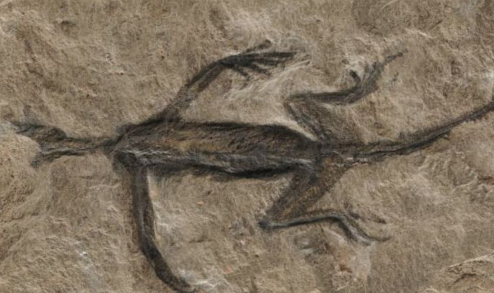 Remains of an ancient reptile fossil