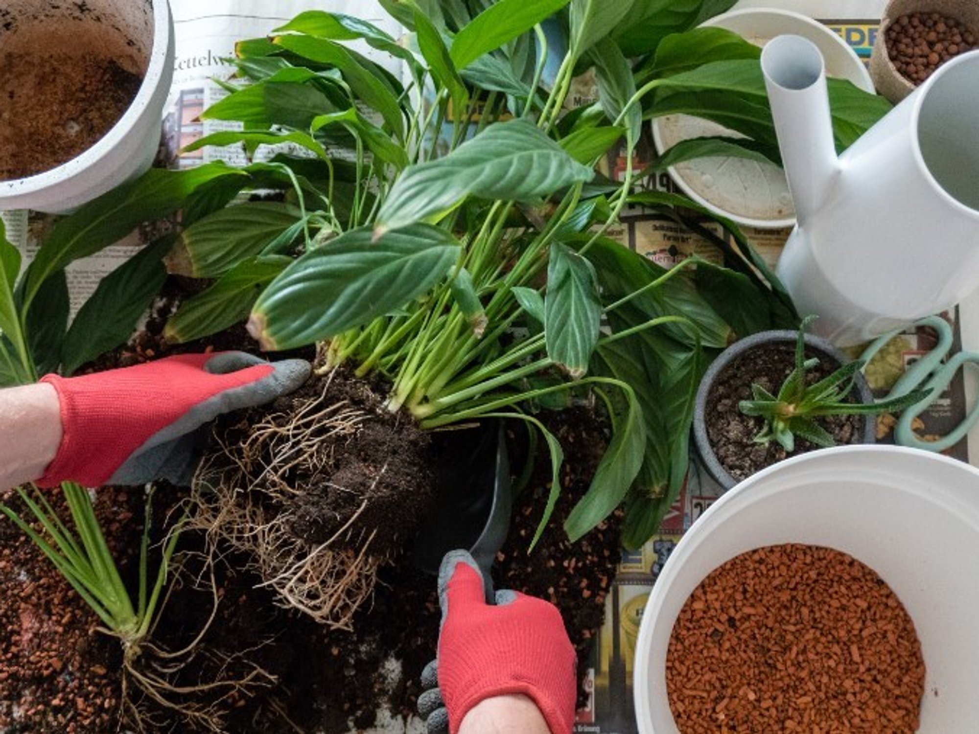 repotting plant stock image
