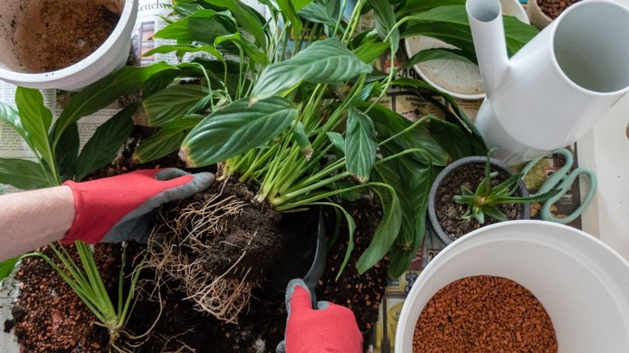 repotting plant stock image