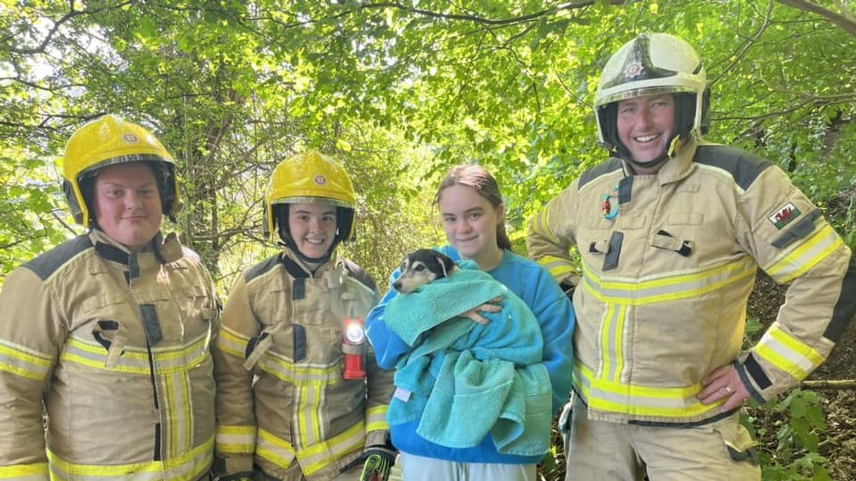 Rescued dog Jessica with firefighters