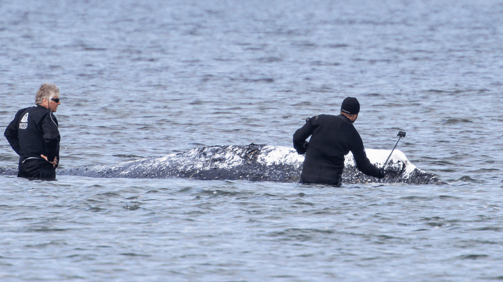 Rescuers attempting to save Timmy the whale