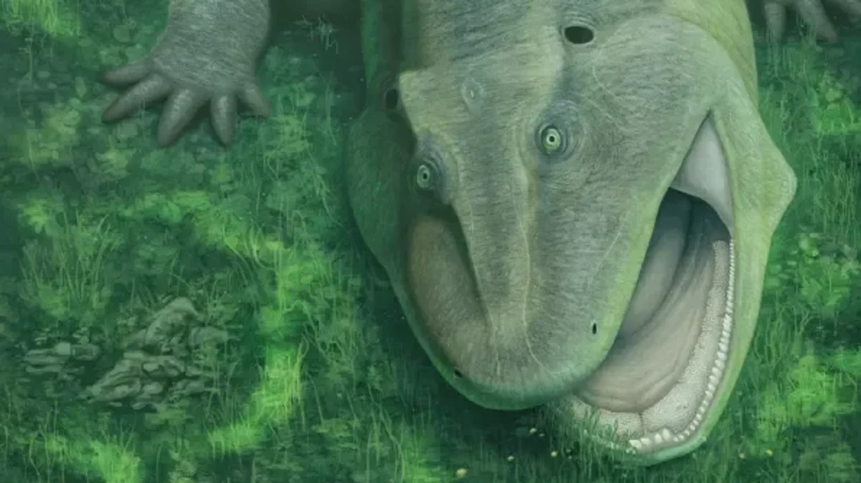 Gurning sea creature discovered by scientists is whole new species, new research reveals