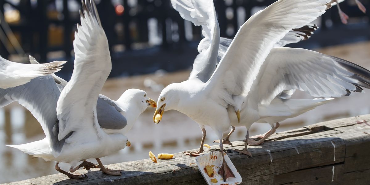 NextImg:Seaside towns draw up £36,000 strategy to deter aggressive seagulls