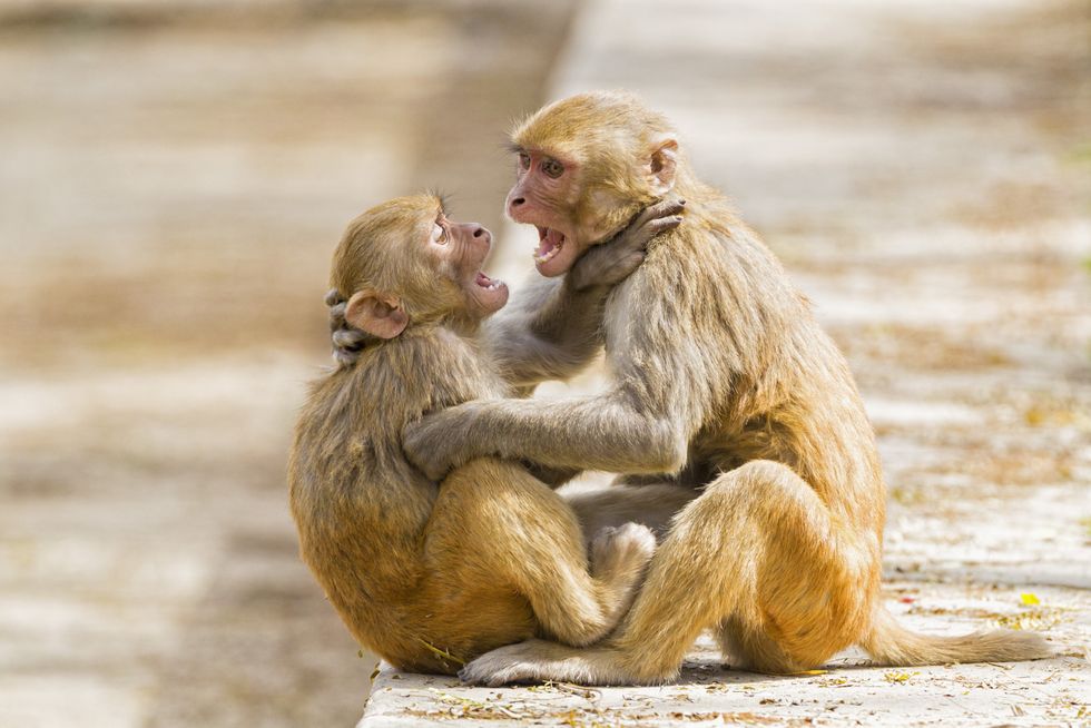 Rhesus macaques