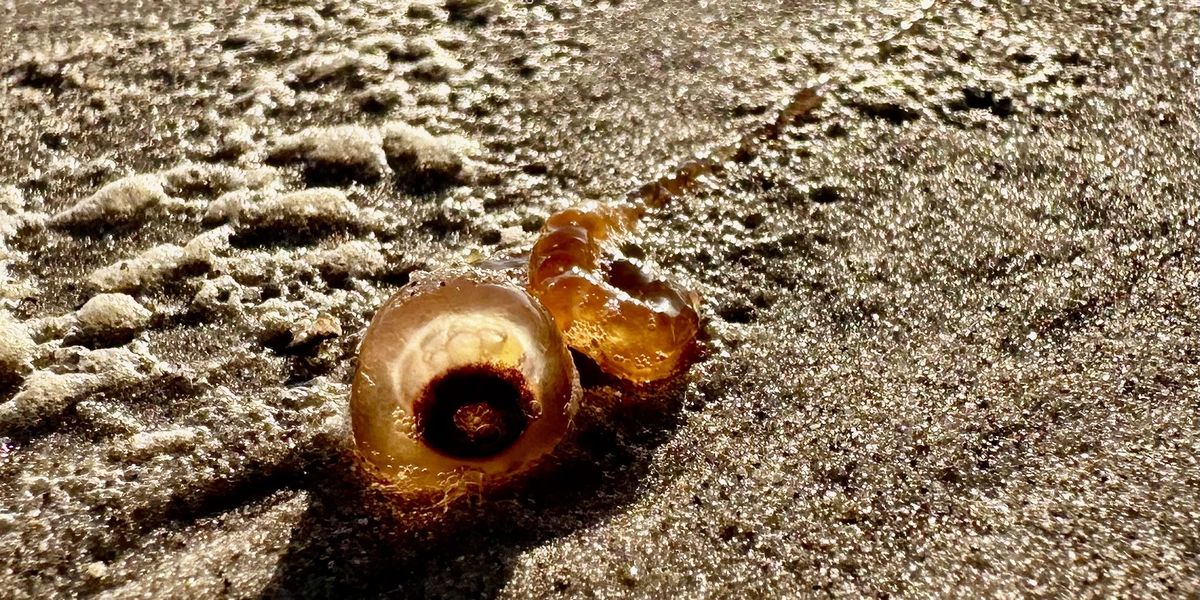 NextImg:Dozens of mysterious 'spaghetti monsters' with powerful sting wash up on Texas beaches