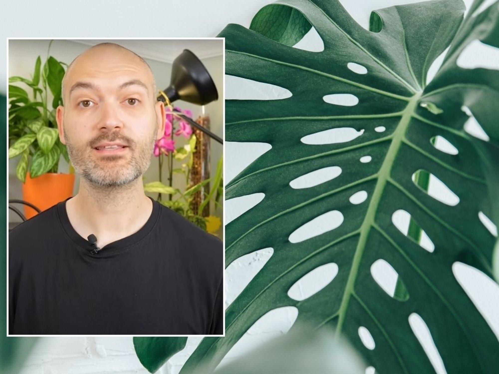 RICHARD AND MONSTERA PLANT