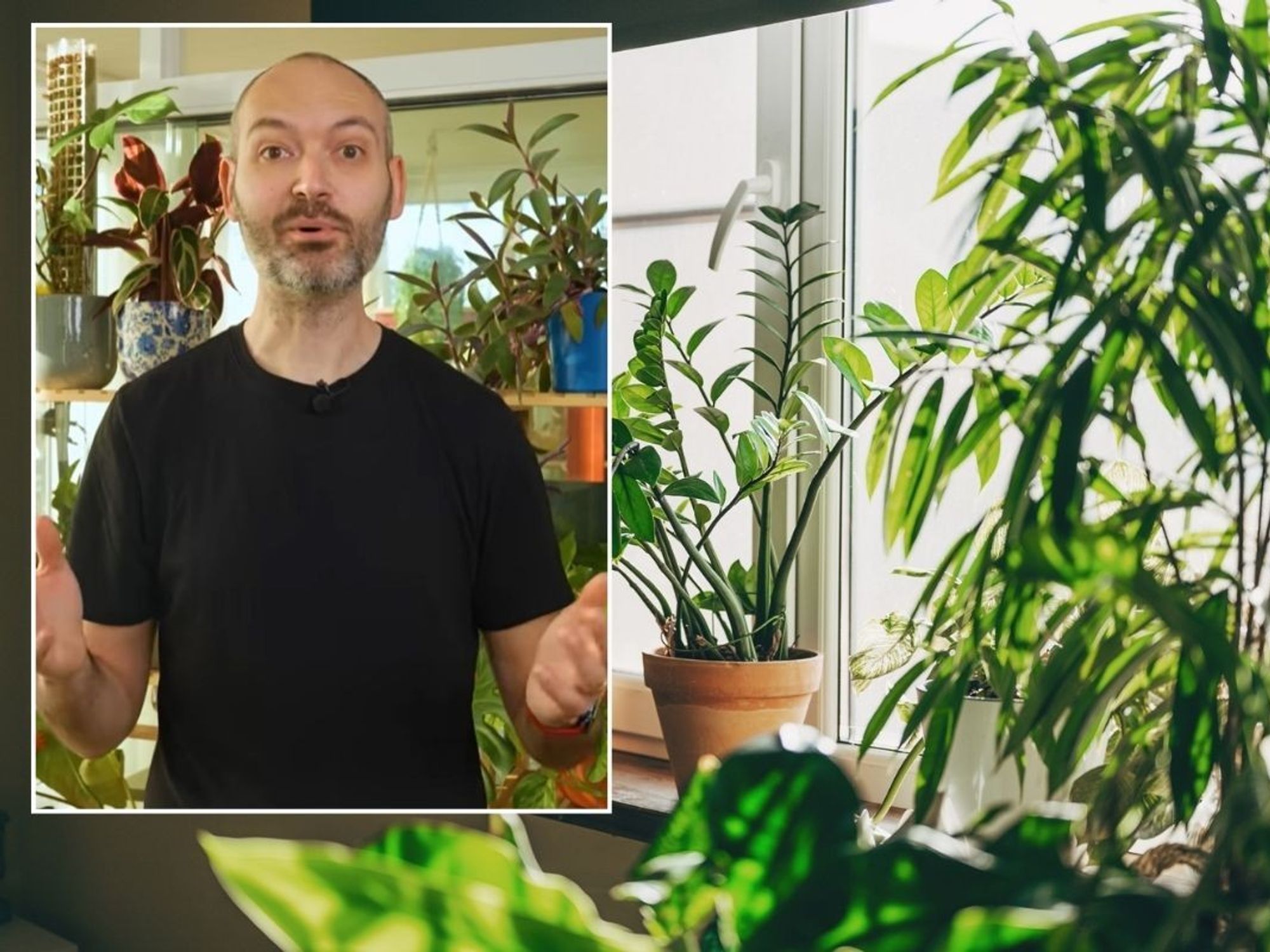 Richard from Sheffield Made Plants / Houseplants