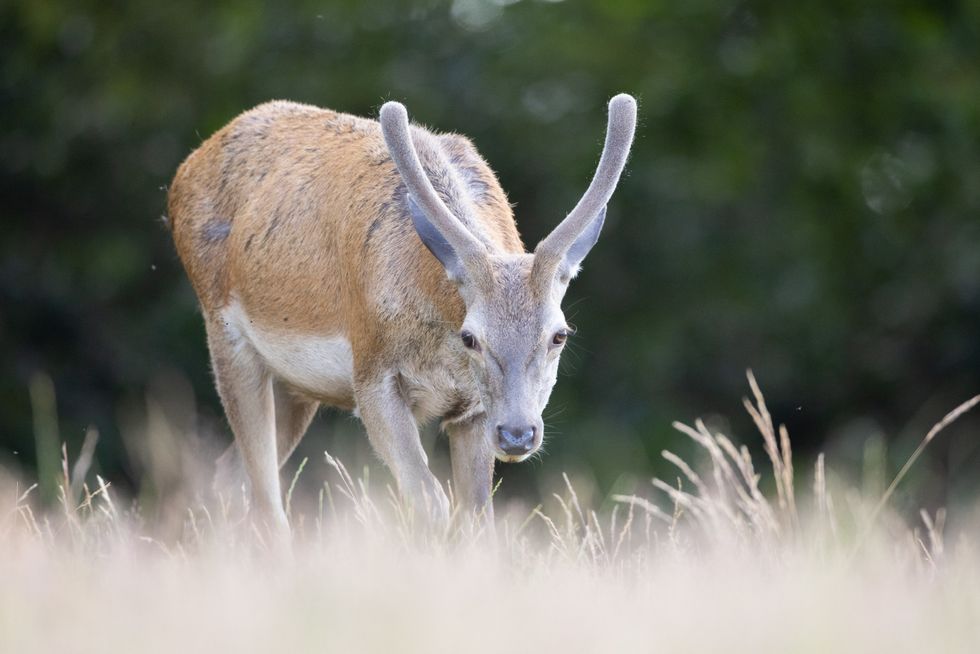 Richmond Park deer