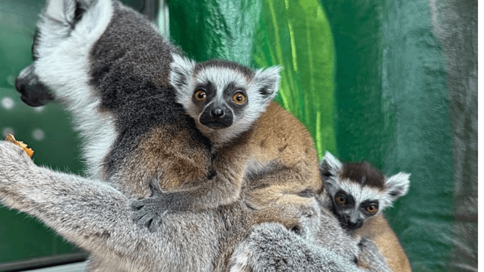 Ring-tailed lemurs
