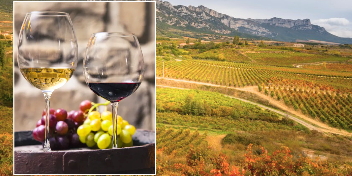 NextImg:The European regions with the most beautiful vineyards to visit for a 2025 wine holiday - top 10 list