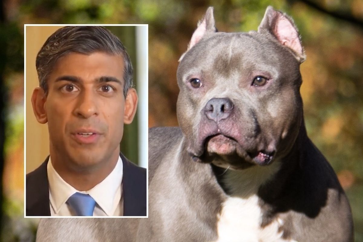 American Bully: Rishi Sunak bans American bully XL dogs: What will