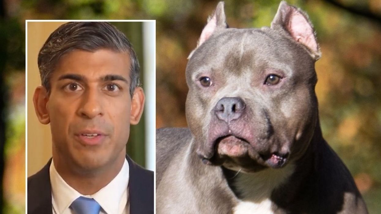 Rishi Sunak (inset) with an American Bully XL