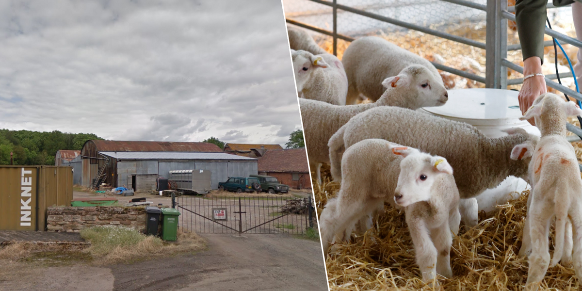 NextImg:More than 80 people still 'seriously ill' two months after visiting petting farm where they caught parasite infection