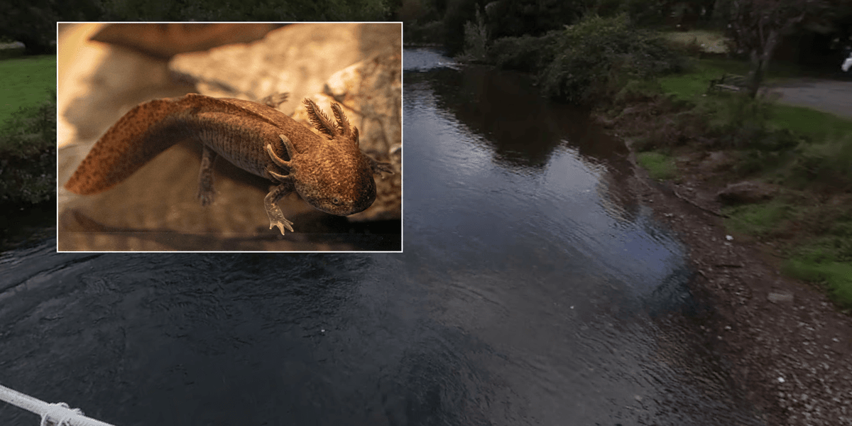 Girl, 10, left in shock after discovering critically endangered Mexican axolotl under bridge Girl, 10, left in shock after discovering critically endangered Mexican axolotl under bridge