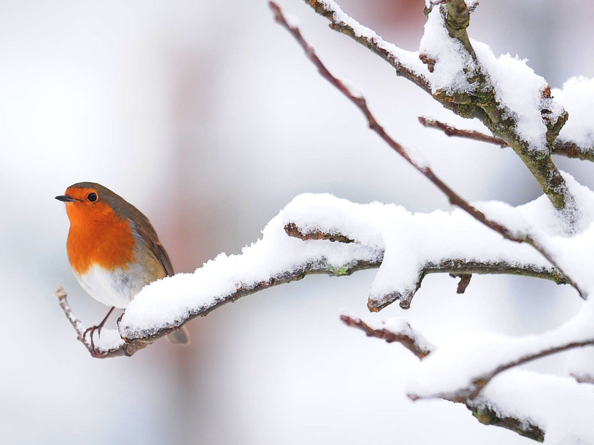 Robin on snow-covered branch