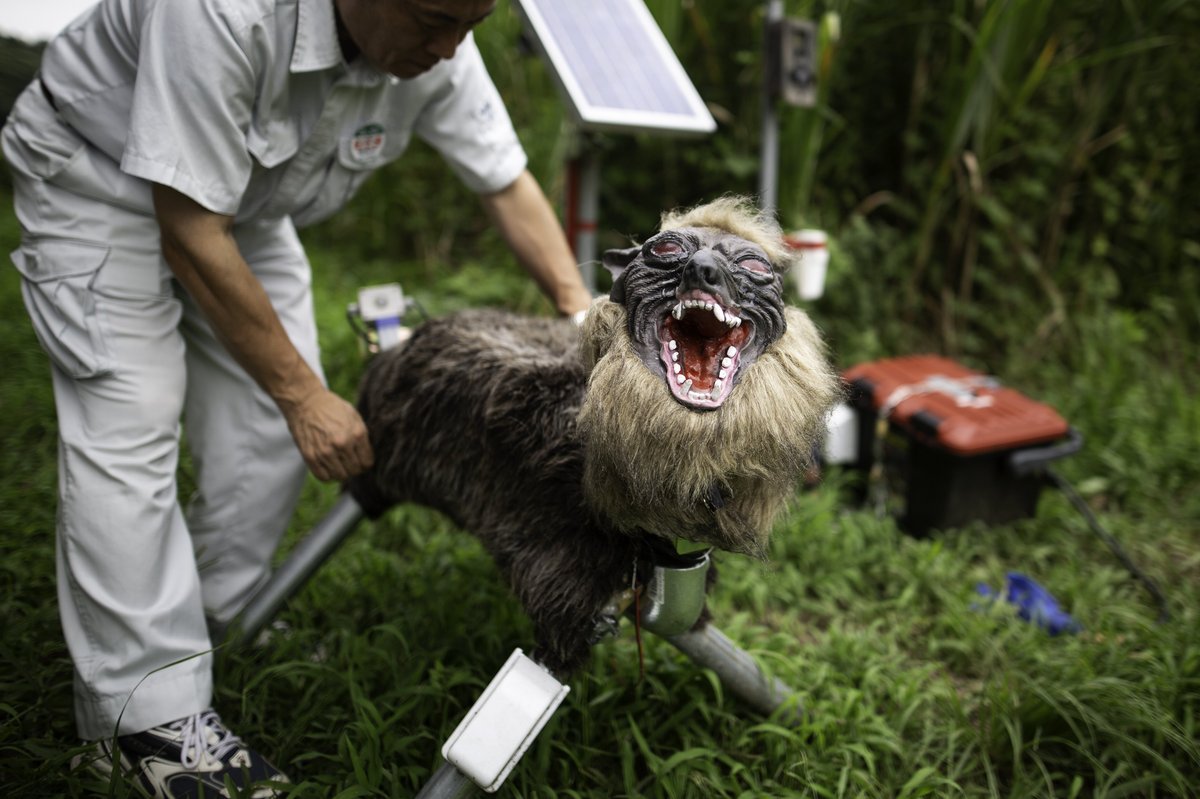 Robot wolf being set up by Japanese man