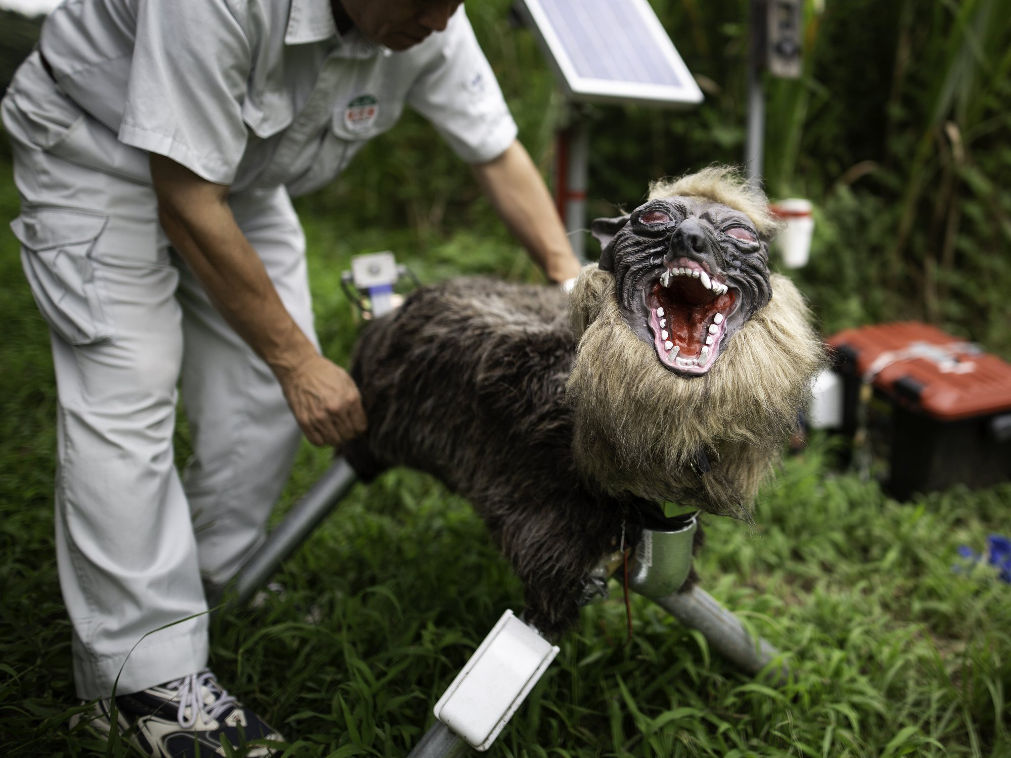 Robot wolf being set up by Japanese man