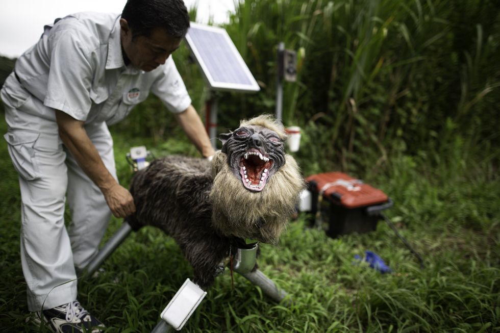 Robot wolf being set up by Japanese man