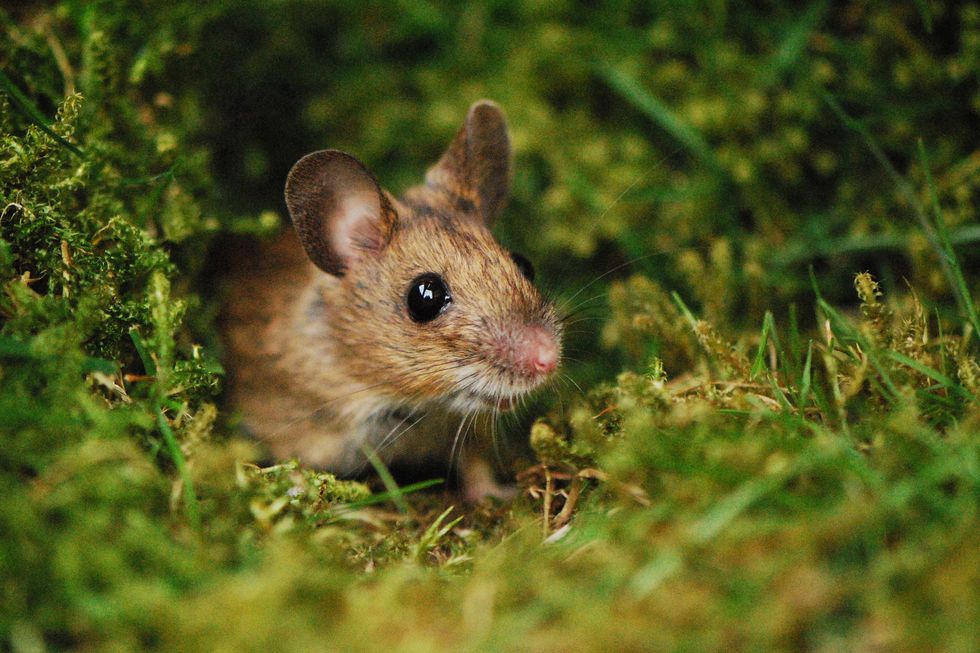 Rodent in garden