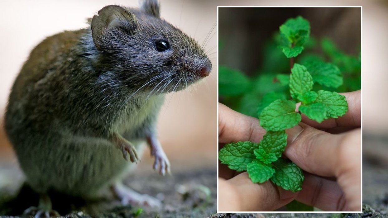 rodents and peppermint
