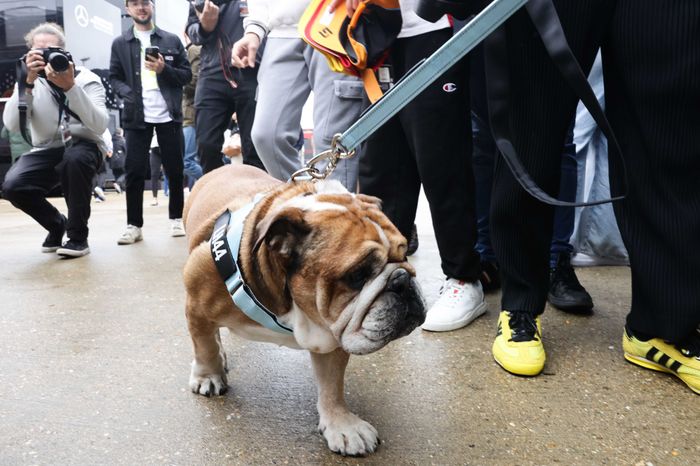 Roscoe, Lewis Hamilton