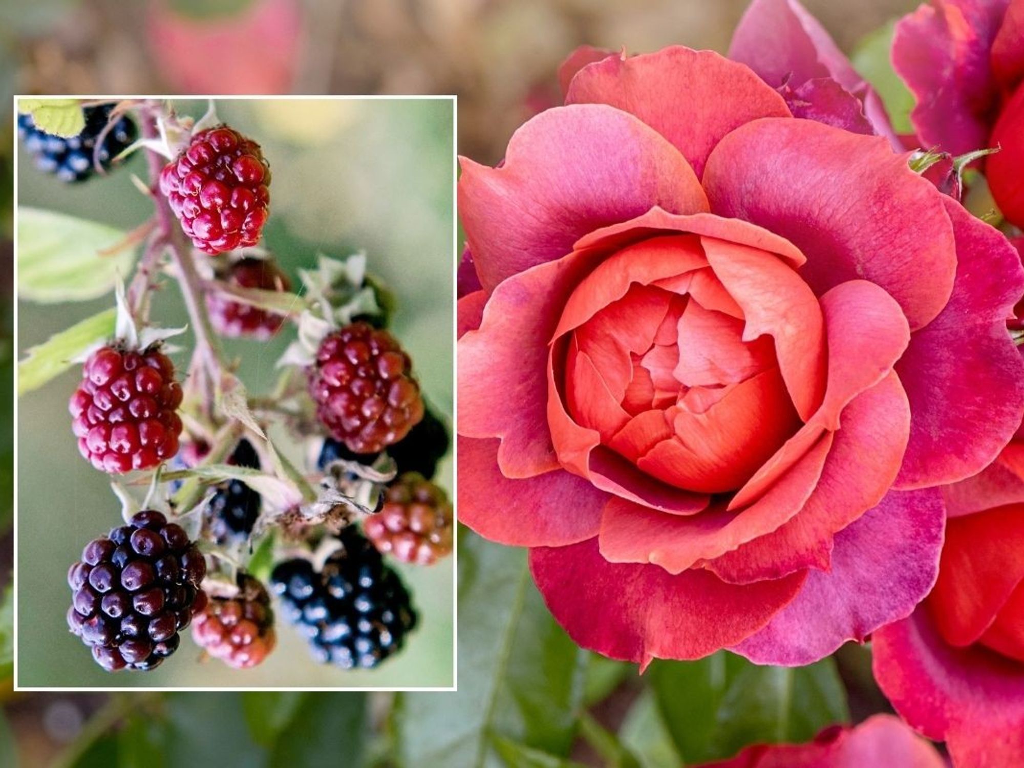 ROSE AND BERRY SHRUBS
