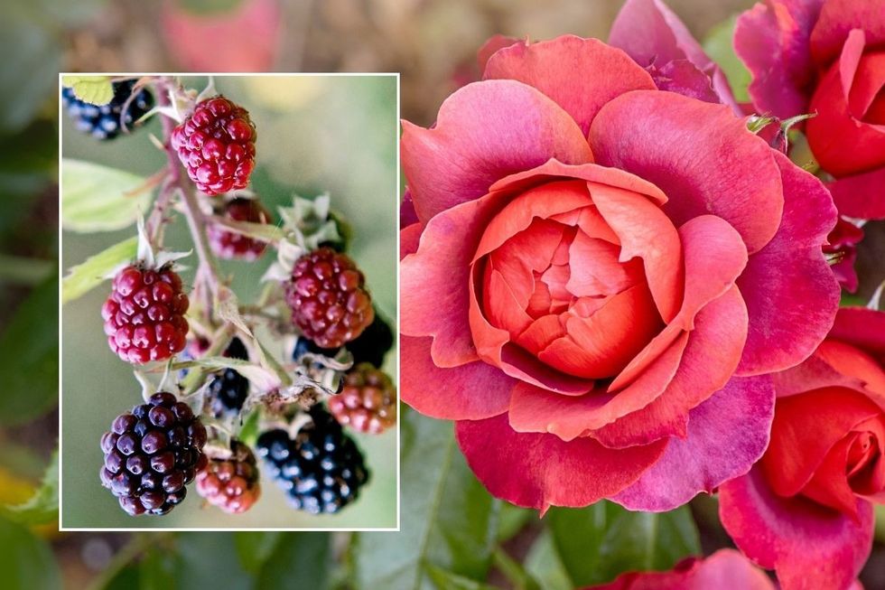 ROSE AND BERRY SHRUBS