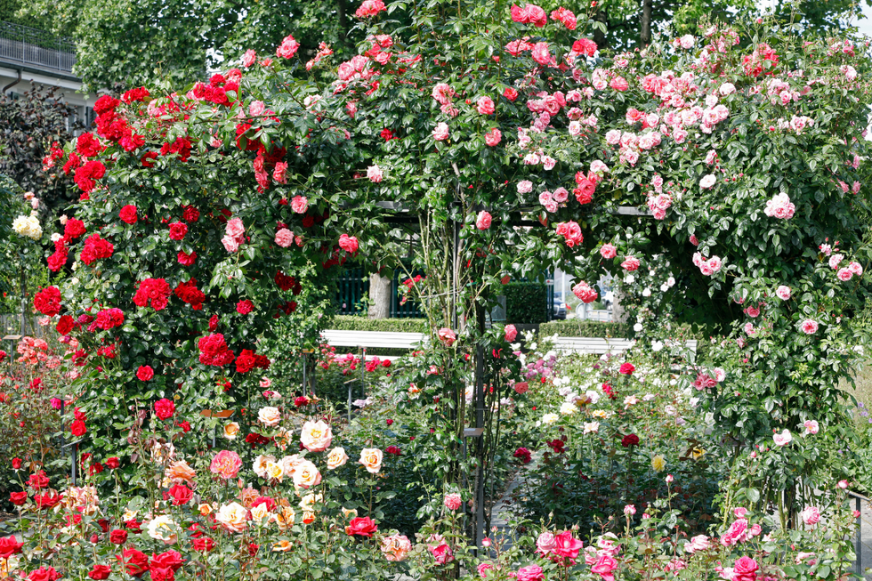 Rose garden
