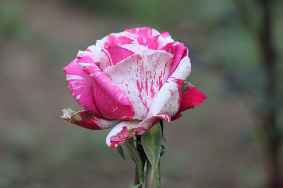 Rose in garden