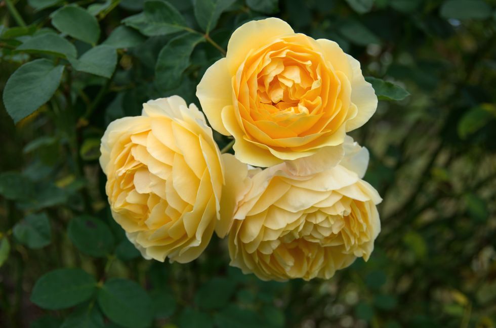 Rose shrub in yellow