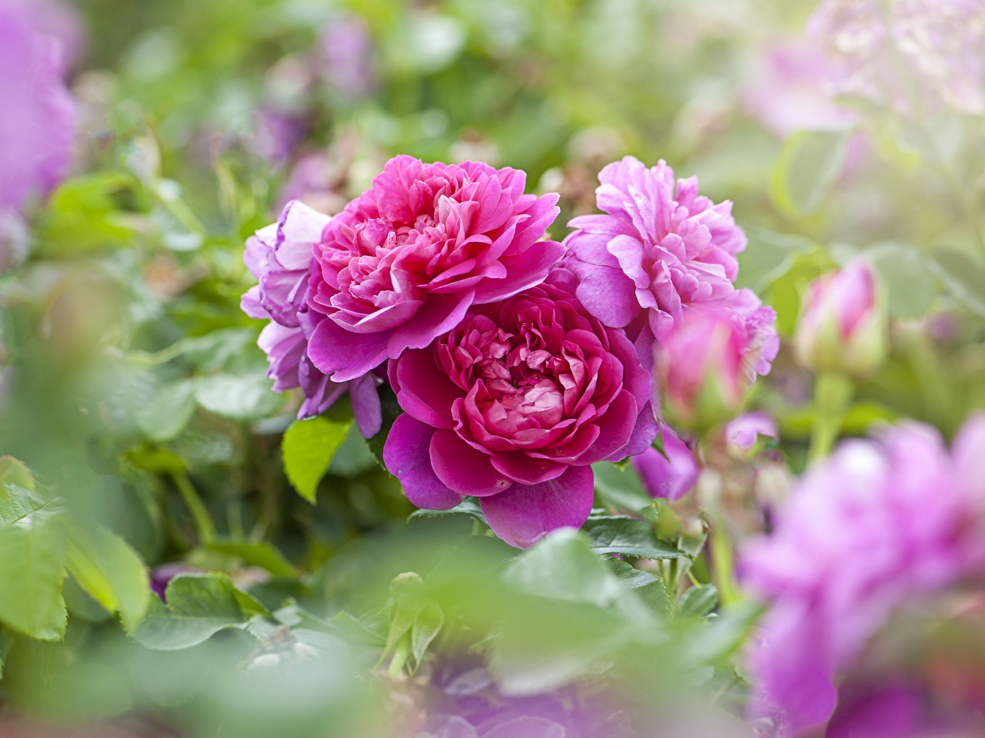 rose shrubs in garden