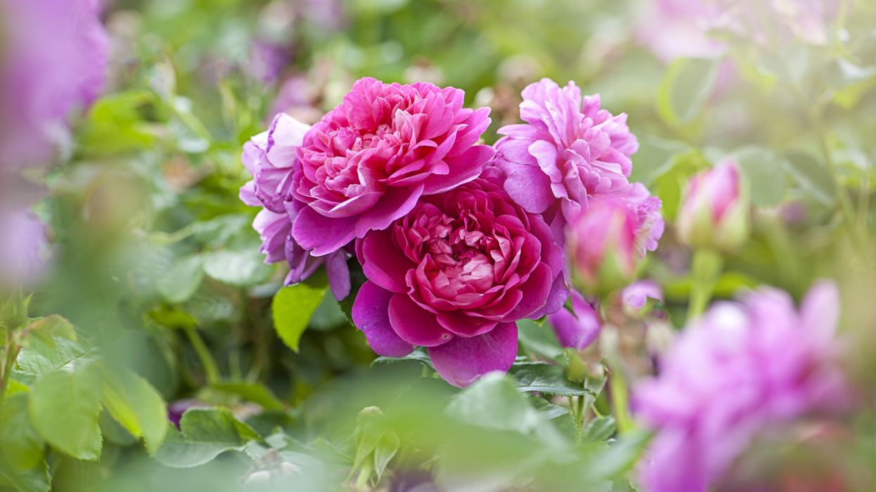 rose shrubs in garden