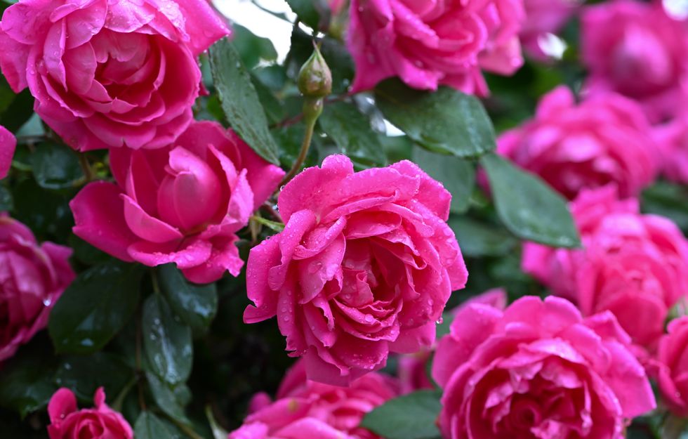 Rose shrubs
