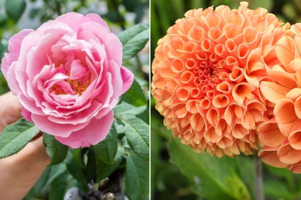 roses and dahlias
