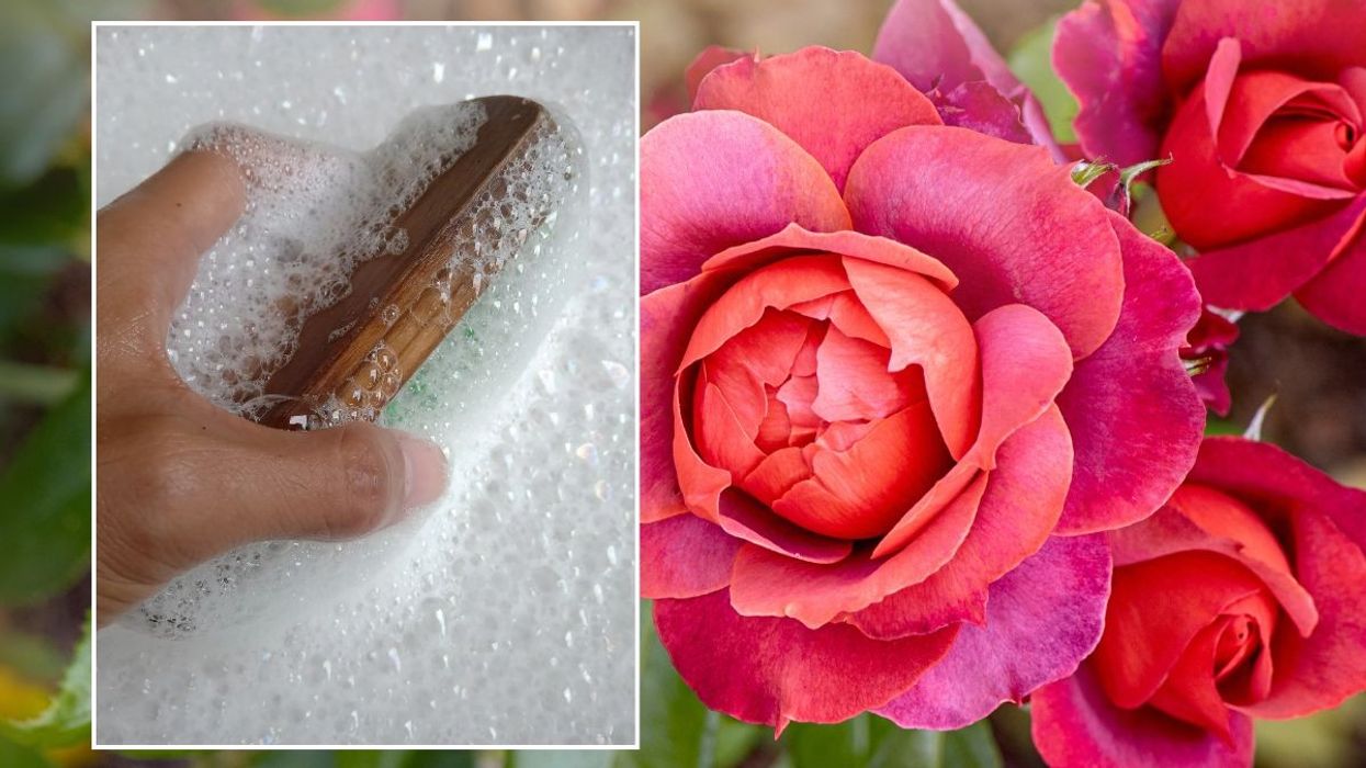 roses and dish soap stock image