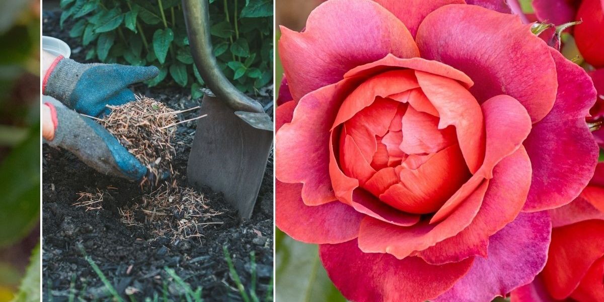 Rose care: Key task to complete in autumn could prevent flowerless ...
