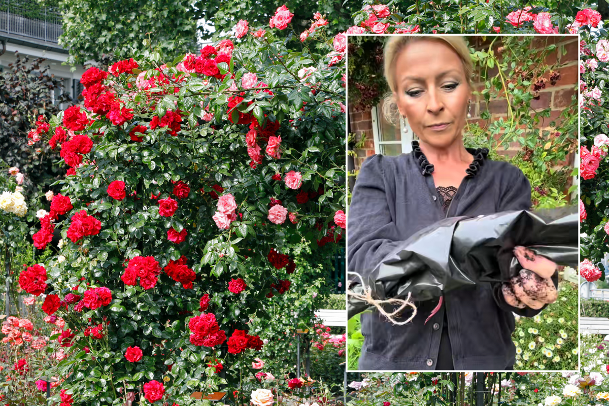 Roses; Anya demonstrating how to propagate