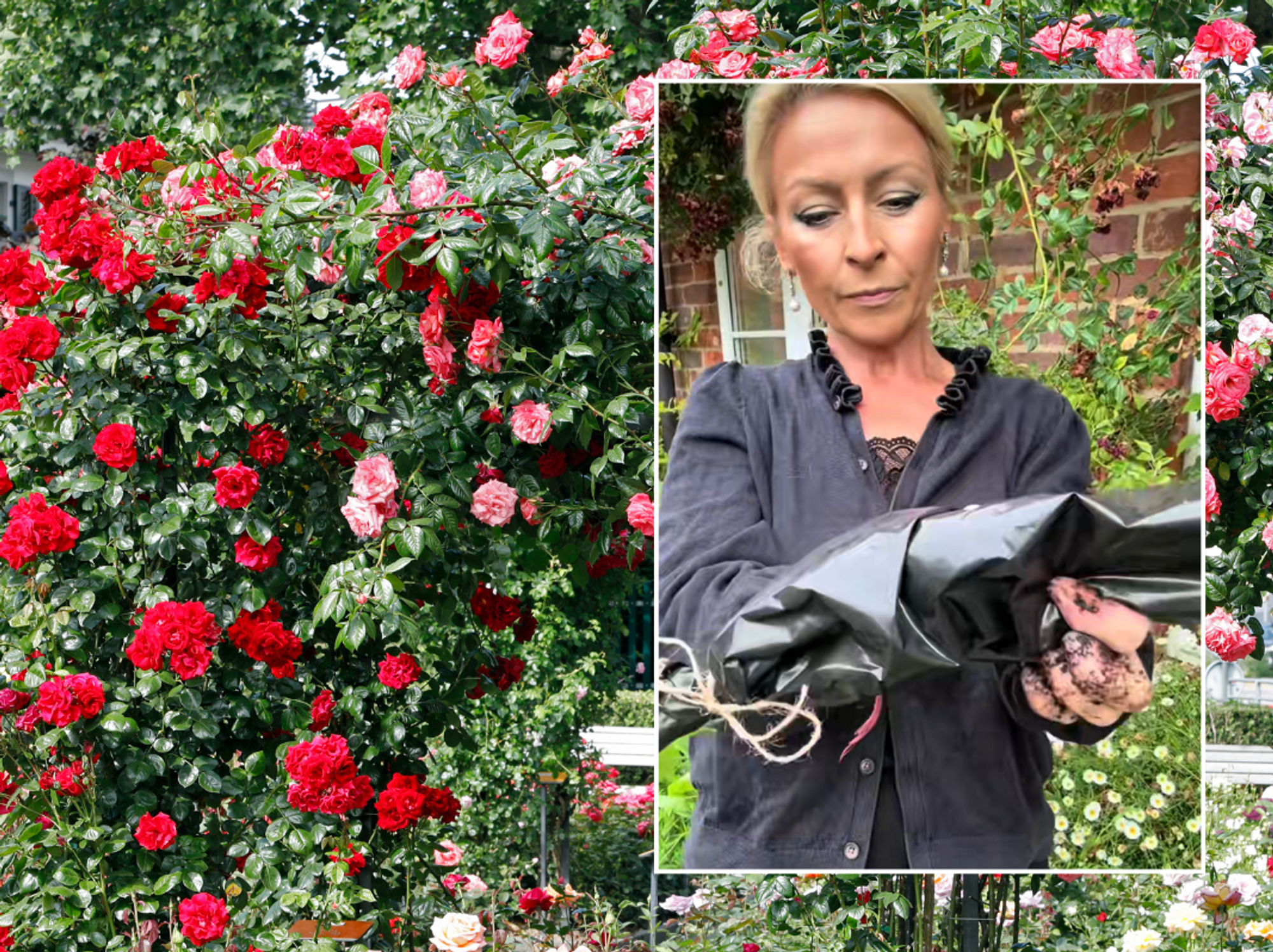 Roses; Anya demonstrating how to propagate