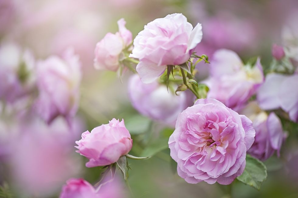 roses growing in garden