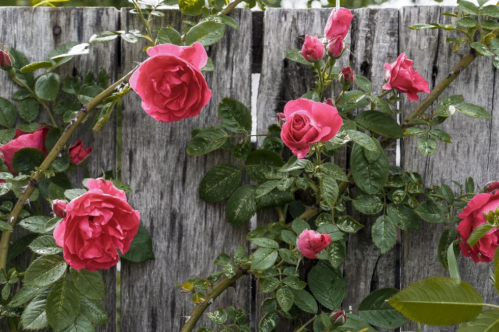 Roses growing up a fence