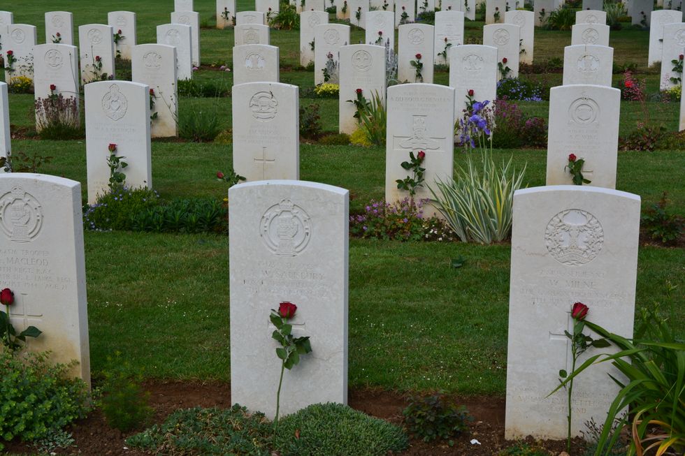 Roses on war graves