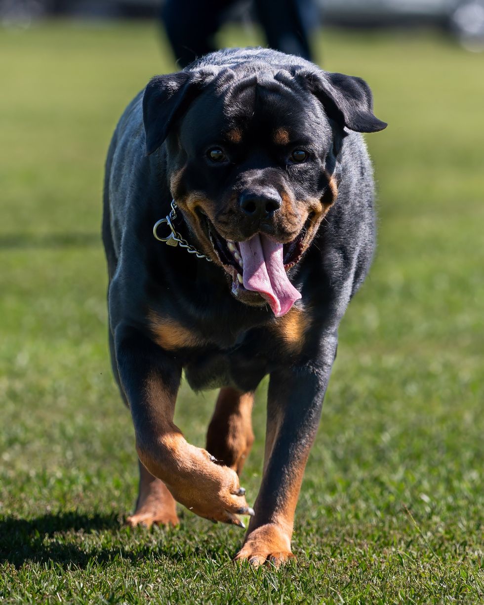 Rottweiler