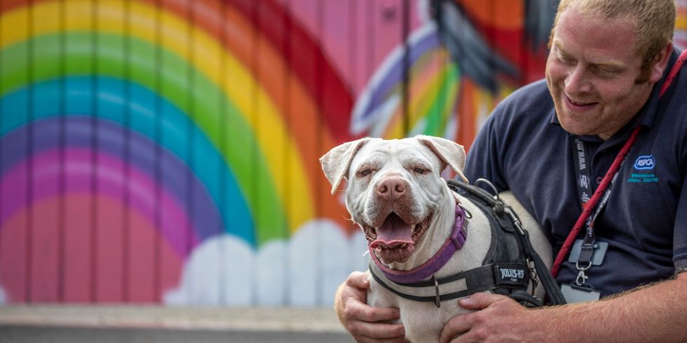 RSPCA worker and dog