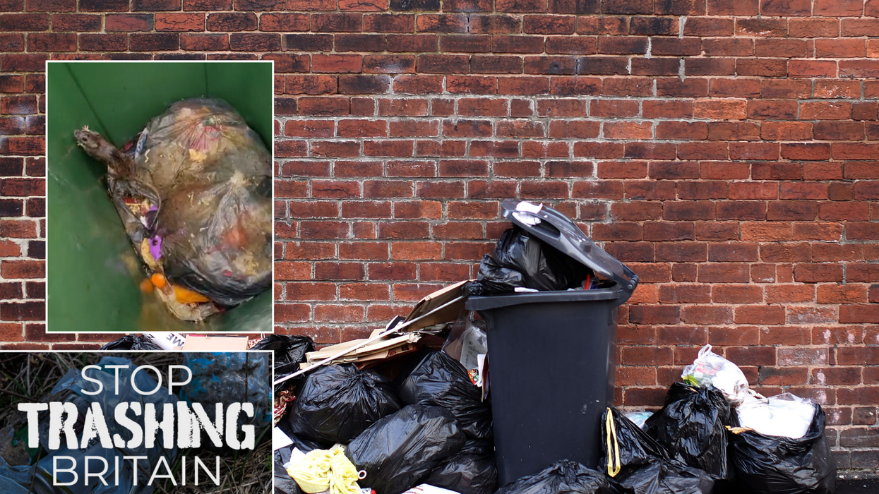 Rubbish/rats
